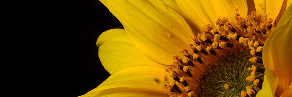 fleur de tournesol