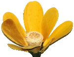 fleur décorative artificielle
