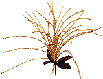 fleur décorative artificielle