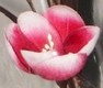 fleur artificielle Art Deco