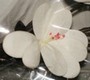 fleur artificielle Art Deco