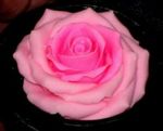 fleur artificielle - une rose en savon