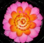 fleur