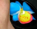 fleur artificielle - une orchidée en savon