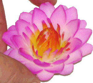 fleur_modele.gif