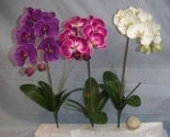 tige hampe fleur orchidee design couleur et composition