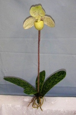 tige hampe fleur orchidee design couleur et composition
