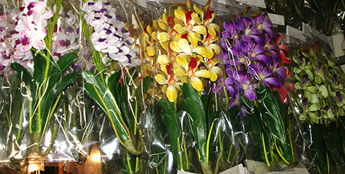 tige hampe d'orchidee design couleur et composition
