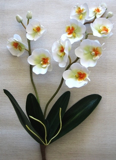 tige hampe d'orchidee design couleur et composition