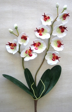 tige hampe d'orchidee design couleur et composition