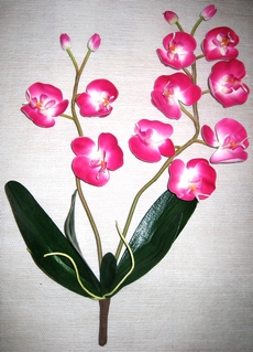 tige hampe d'orchidee design couleur et composition
