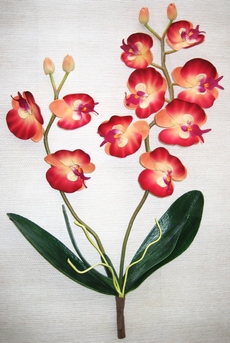 tige hampe d'orchidee design couleur et composition