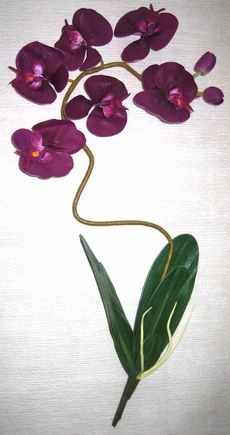 tige hampe d'orchidee design couleur et composition
