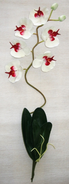 tige hampe d'orchidee design couleur et composition