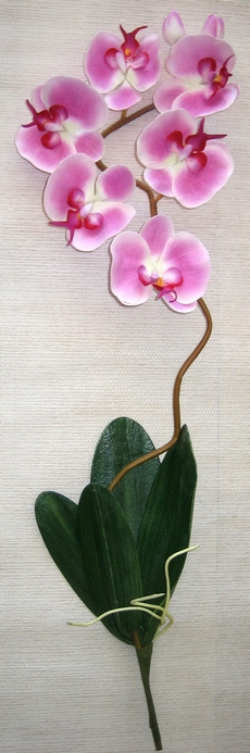 tige hampe d'orchidee design couleur et composition
