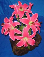 lys artificielles composees magorchid_0031 lys artificielle composee sur souche bois